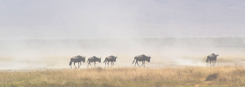 Ngorongoro National Park