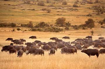 3-Day Masai Mara Crossing
