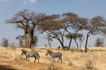 9-Day Migration Safari