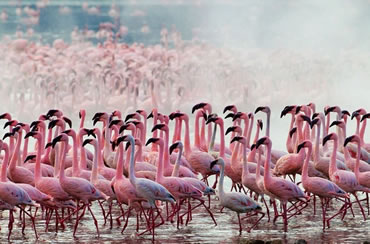 
Lake Nakuru National Park