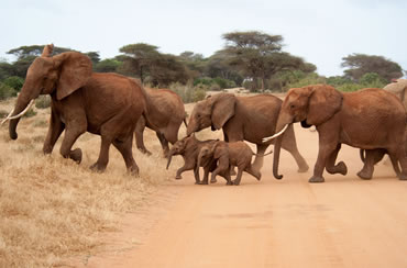 Tsavo East and Tsavo West