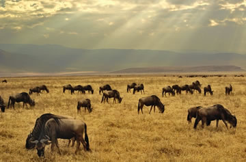 10-Day Kenya and Tanzania Discovery