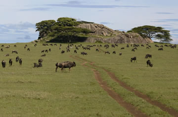 5-Day Majestic Northern Tanzania Safari