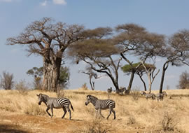 tours and travels in kenya